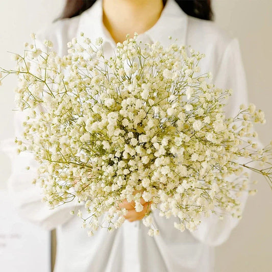 Flores de Paniculata Secas Naturales de 40-50cm – Ramo de Gypsophila Paniculata para Decoración de Bodas, Regalos y Decoración Floral del Hogar
