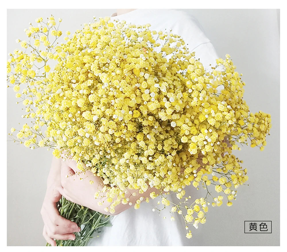 Flores de Paniculata Secas Naturales de 40-50cm – Ramo de Gypsophila Paniculata para Decoración de Bodas, Regalos y Decoración Floral del Hogar