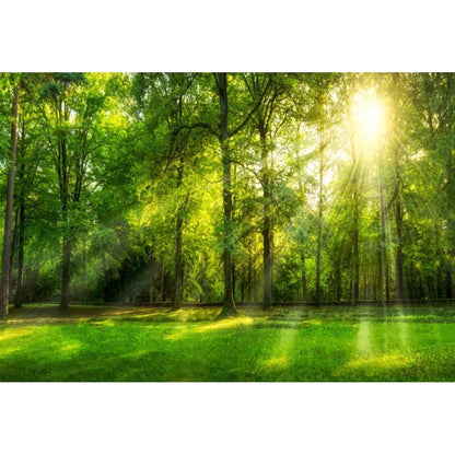 Tropical Jungle Rainforest Backdrop – Spring Forest Photography Background for Camping, Adventure, Birthday Parties & Photo Studio Decor