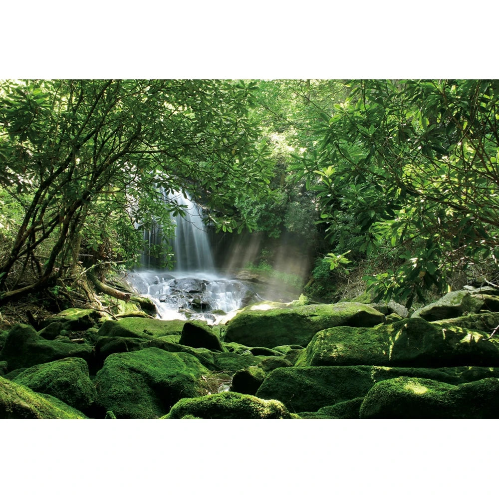 Tropical Jungle Rainforest Backdrop – Spring Forest Photography Background for Camping, Adventure, Birthday Parties & Photo Studio Decor