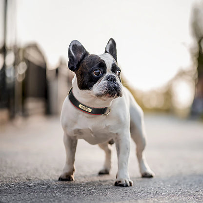 Collar de perro de piel sintética personalizado con placa de identificación grabada gratuita – Collar ajustable suave acolchado para perros pequeños, medianos y grandes