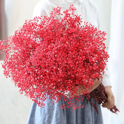 Flores de Paniculata Secas Naturales de 40-50cm – Ramo de Gypsophila Paniculata para Decoración de Bodas, Regalos y Decoración Floral del Hogar