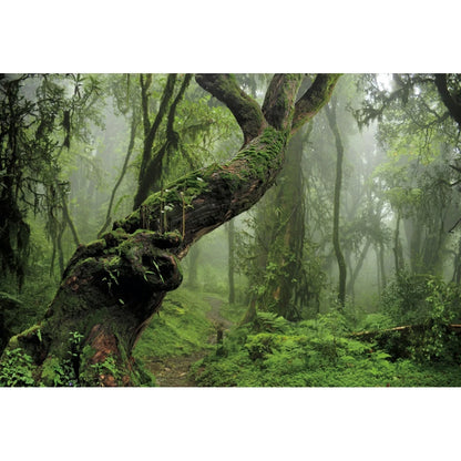Tropical Jungle Rainforest Backdrop – Spring Forest Photography Background for Camping, Adventure, Birthday Parties & Photo Studio Decor