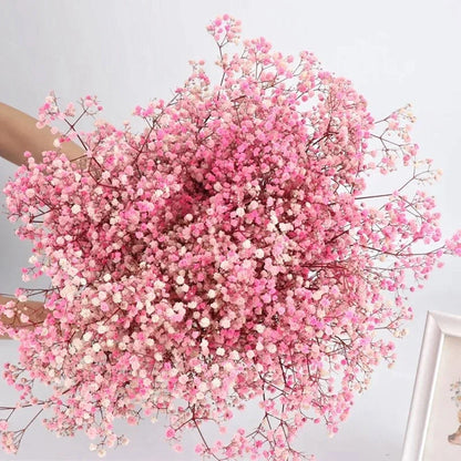 Flores de Paniculata Secas Naturales de 40-50cm – Ramo de Gypsophila Paniculata para Decoración de Bodas, Regalos y Decoración Floral del Hogar