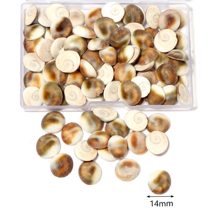 1 Box Tiny Sea Shells – Natural Spiral Seashell & Mini Conch Craft Pieces for Aquarium Decoration, Landscaping, DIY Crafts & Photography Props