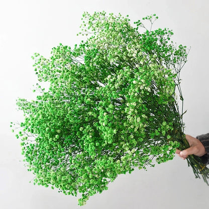 Flores de Paniculata Secas Naturales de 40-50cm – Ramo de Gypsophila Paniculata para Decoración de Bodas, Regalos y Decoración Floral del Hogar