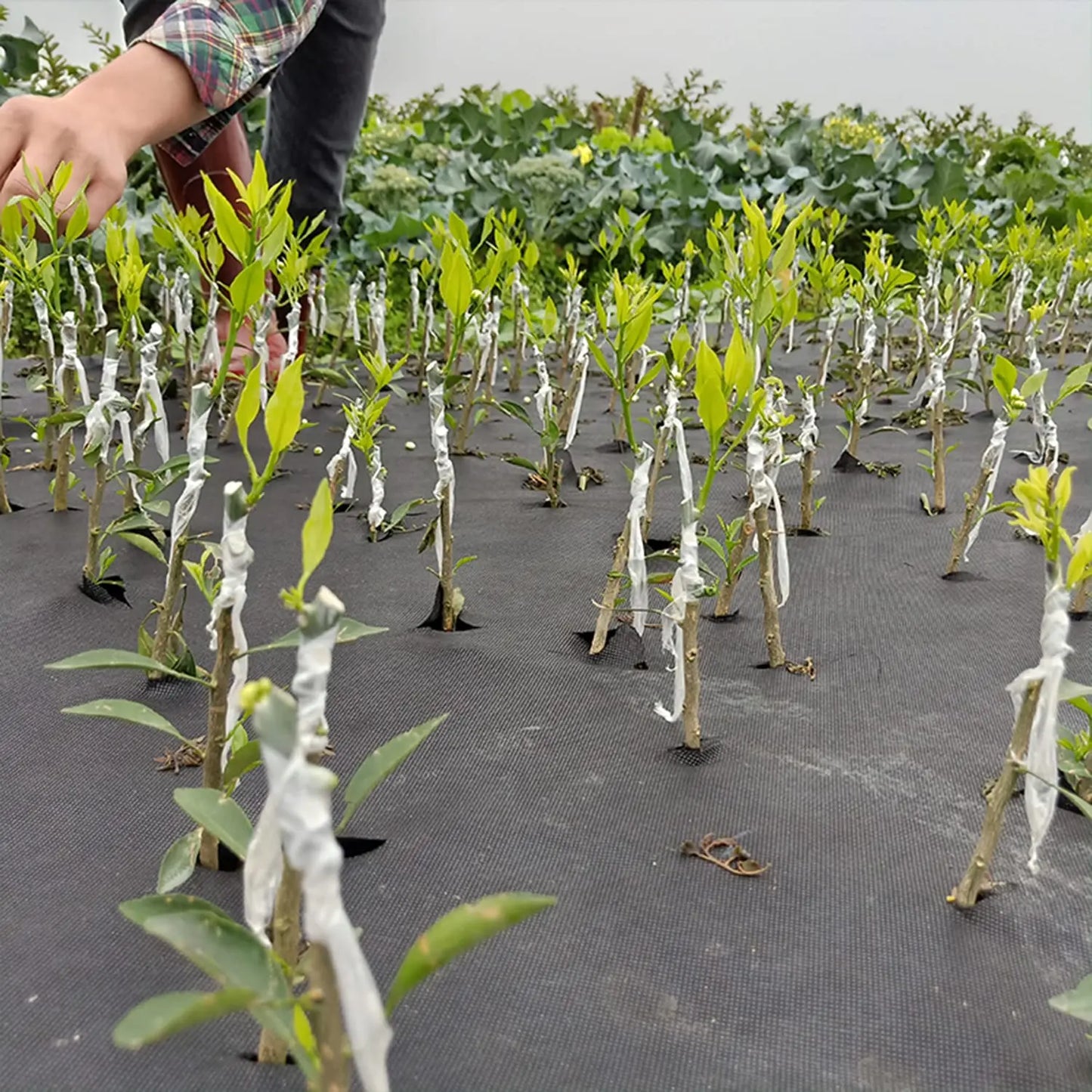 Película de cinta de injerto de PE de 200M – Cinta de injerto autoadhesiva para árboles frutales, plántulas de vivero, vides, tomates, floristería y suministros de jardinería