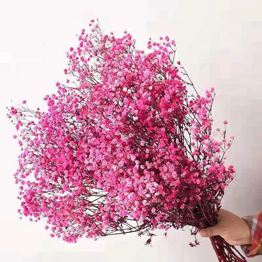 Flores de Paniculata Secas Naturales de 40-50cm – Ramo de Gypsophila Paniculata para Decoración de Bodas, Regalos y Decoración Floral del Hogar