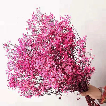 Flores de Paniculata Secas Naturales de 40-50cm – Ramo de Gypsophila Paniculata para Decoración de Bodas, Regalos y Decoración Floral del Hogar