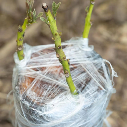 Película de cinta de injerto de PE de 200M – Cinta de injerto autoadhesiva para árboles frutales, plántulas de vivero, vides, tomates, floristería y suministros de jardinería
