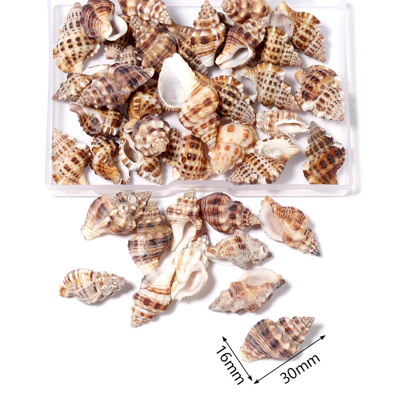 1 Box Tiny Sea Shells – Natural Spiral Seashell & Mini Conch Craft Pieces for Aquarium Decoration, Landscaping, DIY Crafts & Photography Props