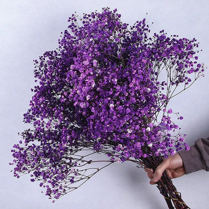 Flores de Paniculata Secas Naturales de 40-50cm – Ramo de Gypsophila Paniculata para Decoración de Bodas, Regalos y Decoración Floral del Hogar