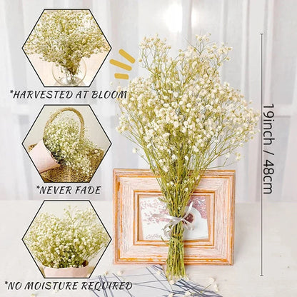 Flores de Paniculata Secas Naturales de 40-50cm – Ramo de Gypsophila Paniculata para Decoración de Bodas, Regalos y Decoración Floral del Hogar