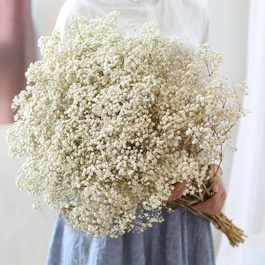 Flores de Paniculata Secas Naturales de 40-50cm – Ramo de Gypsophila Paniculata para Decoración de Bodas, Regalos y Decoración Floral del Hogar