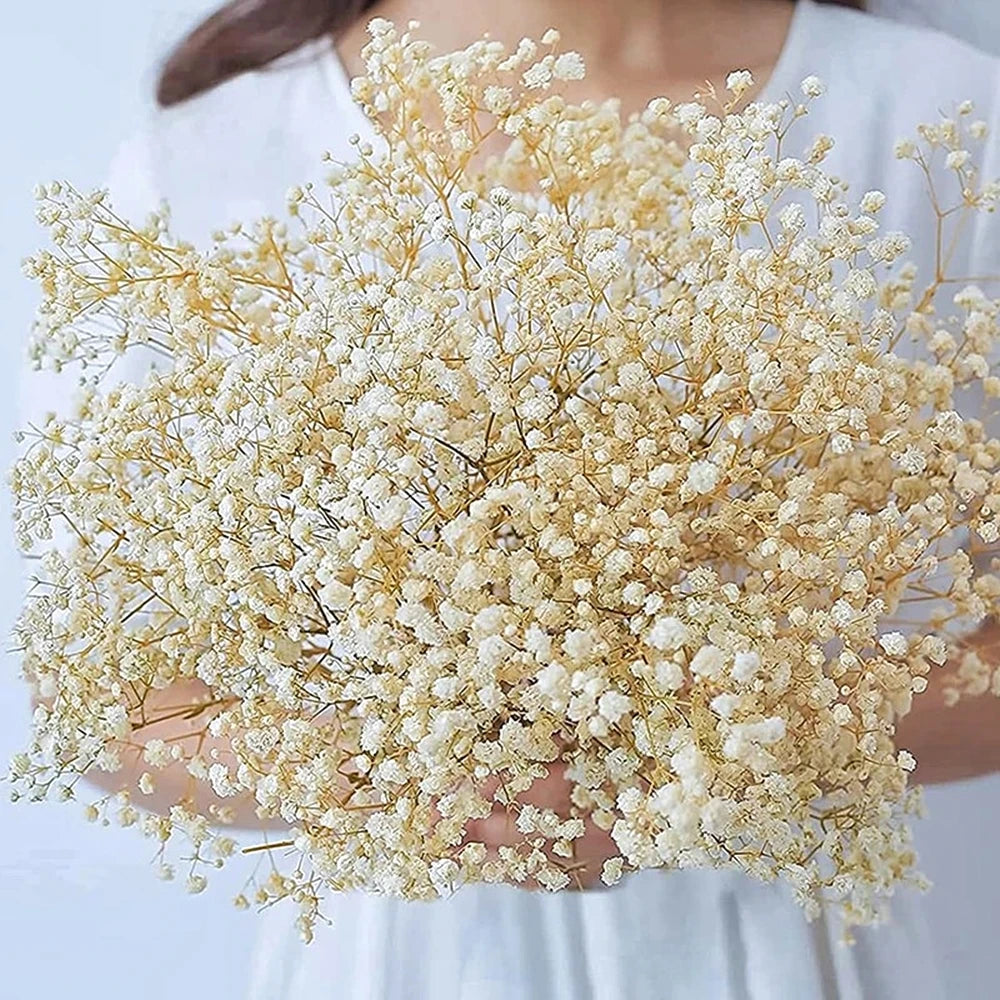 Flores de Paniculata Secas Naturales de 40-50cm – Ramo de Gypsophila Paniculata para Decoración de Bodas, Regalos y Decoración Floral del Hogar