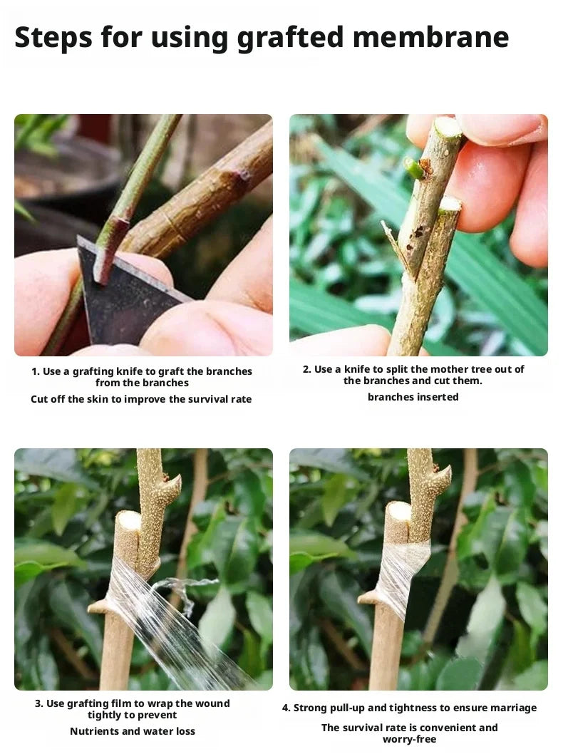 Película de cinta de injerto de PE de 200M – Cinta de injerto autoadhesiva para árboles frutales, plántulas de vivero, vides, tomates, floristería y suministros de jardinería