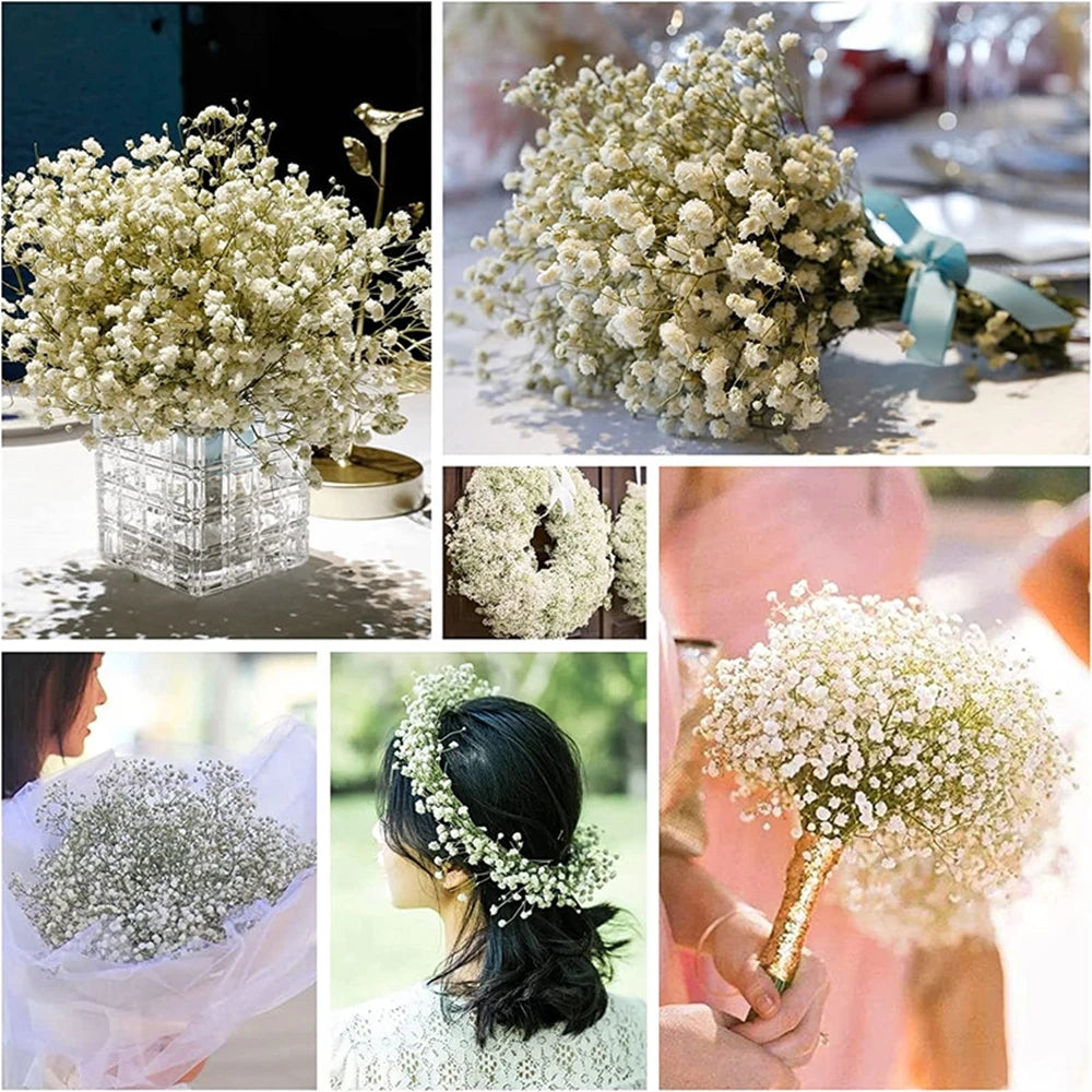 Flores de Paniculata Secas Naturales de 40-50cm – Ramo de Gypsophila Paniculata para Decoración de Bodas, Regalos y Decoración Floral del Hogar