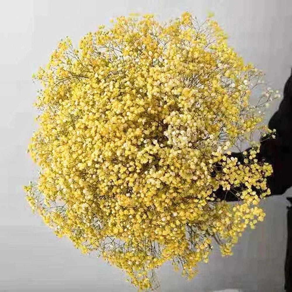 Flores de Paniculata Secas Naturales de 40-50cm – Ramo de Gypsophila Paniculata para Decoración de Bodas, Regalos y Decoración Floral del Hogar