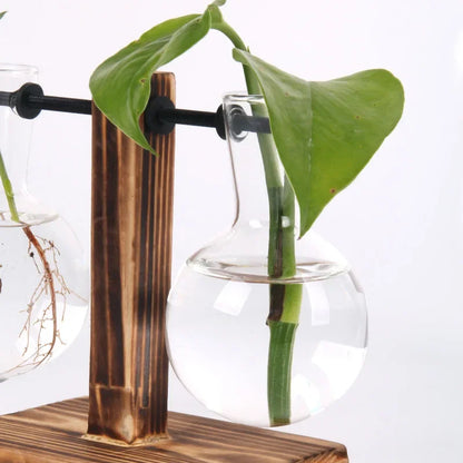 Glass Hydroponic Plant Terrarium Vase – Desktop Planter for Home, Office & Indoor Greenery Décor