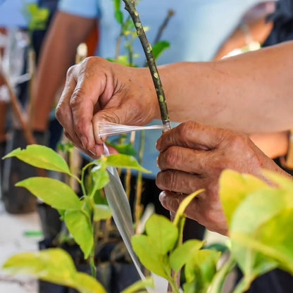 Película de cinta de injerto de PE de 200M – Cinta de injerto autoadhesiva para árboles frutales, plántulas de vivero, vides, tomates, floristería y suministros de jardinería