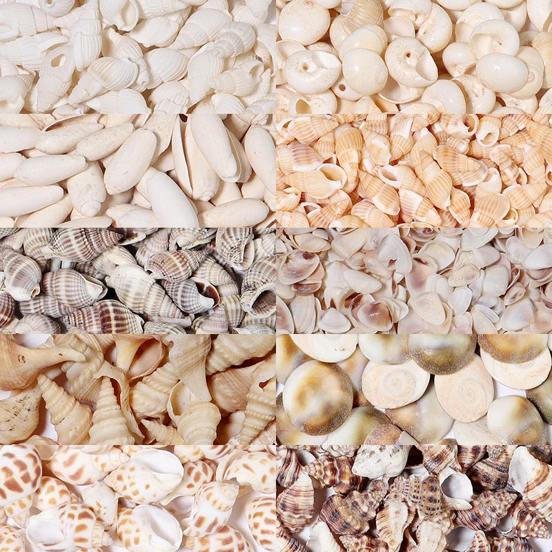 1 Box Tiny Sea Shells – Natural Spiral Seashell & Mini Conch Craft Pieces for Aquarium Decoration, Landscaping, DIY Crafts & Photography Props