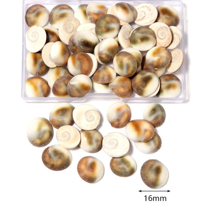 1 Box Tiny Sea Shells – Natural Spiral Seashell & Mini Conch Craft Pieces for Aquarium Decoration, Landscaping, DIY Crafts & Photography Props