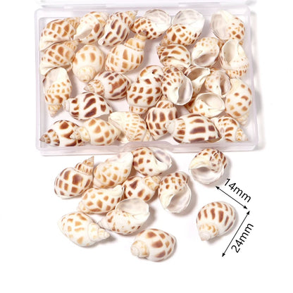 1 Box Tiny Sea Shells – Natural Spiral Seashell & Mini Conch Craft Pieces for Aquarium Decoration, Landscaping, DIY Crafts & Photography Props