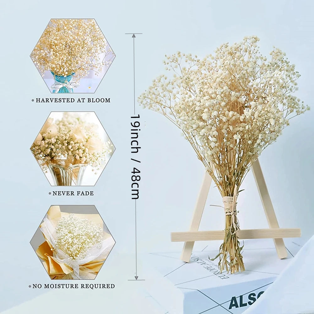 Flores de Paniculata Secas Naturales de 40-50cm – Ramo de Gypsophila Paniculata para Decoración de Bodas, Regalos y Decoración Floral del Hogar