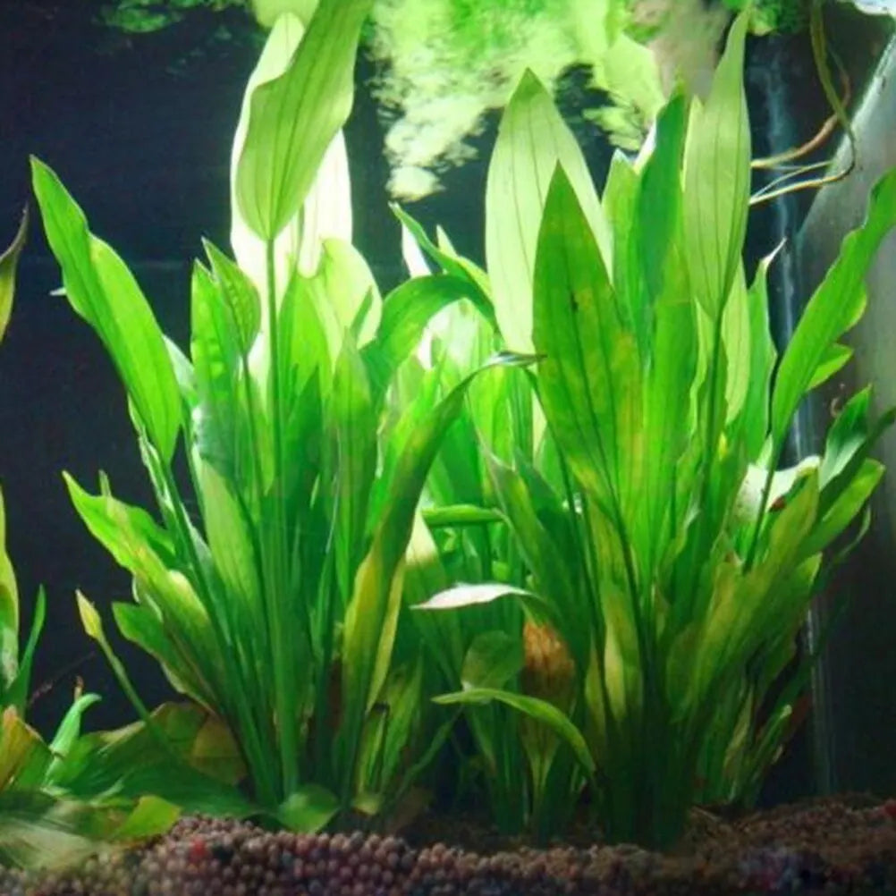 15cm Artificial Aquarium Plants – Realistic Aquatic Water Weed & Fish Tank Grass Decorations for Underwater Landscaping and Aquascaping