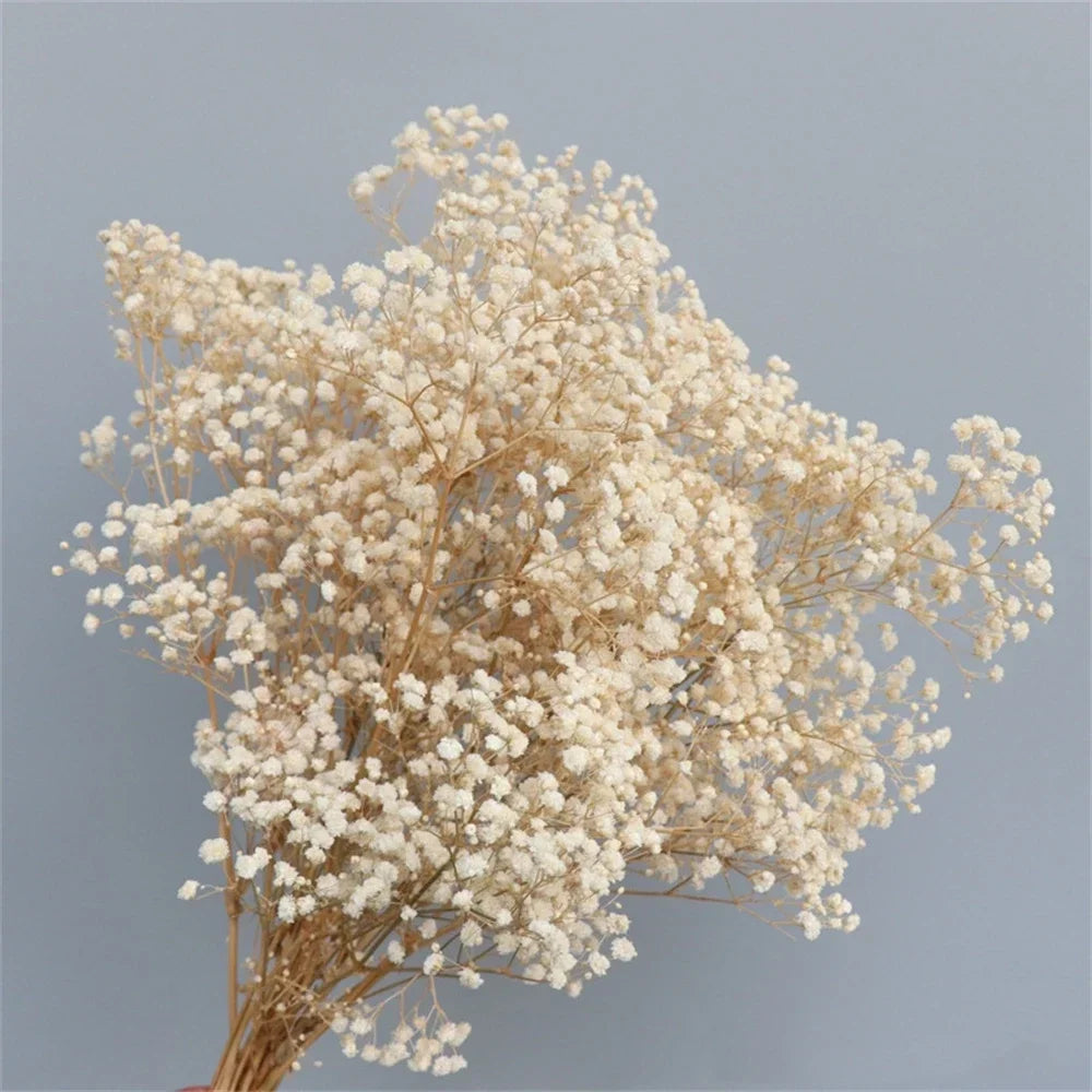 Flores de Paniculata Secas Naturales de 40-50cm – Ramo de Gypsophila Paniculata para Decoración de Bodas, Regalos y Decoración Floral del Hogar