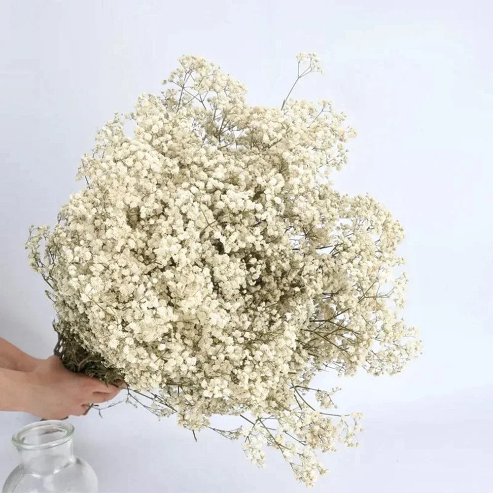 Flores de Paniculata Secas Naturales de 40-50cm – Ramo de Gypsophila Paniculata para Decoración de Bodas, Regalos y Decoración Floral del Hogar