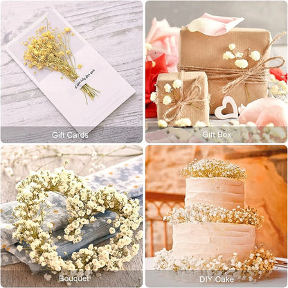 Flores de Paniculata Secas Naturales de 40-50cm – Ramo de Gypsophila Paniculata para Decoración de Bodas, Regalos y Decoración Floral del Hogar