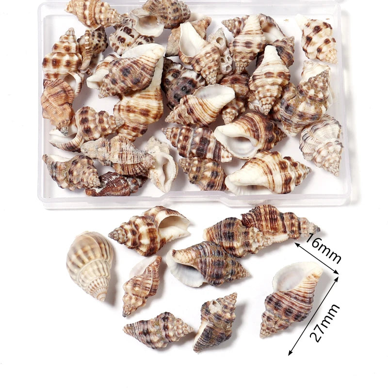 1 Box Tiny Sea Shells – Natural Spiral Seashell & Mini Conch Craft Pieces for Aquarium Decoration, Landscaping, DIY Crafts & Photography Props