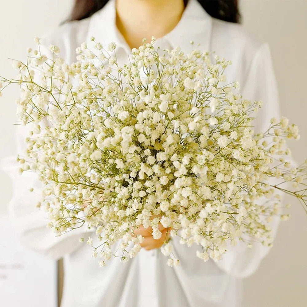 Flores de Paniculata Secas Naturales de 40-50cm – Ramo de Gypsophila Paniculata para Decoración de Bodas, Regalos y Decoración Floral del Hogar