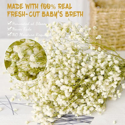 Flores de Paniculata Secas Naturales de 40-50cm – Ramo de Gypsophila Paniculata para Decoración de Bodas, Regalos y Decoración Floral del Hogar