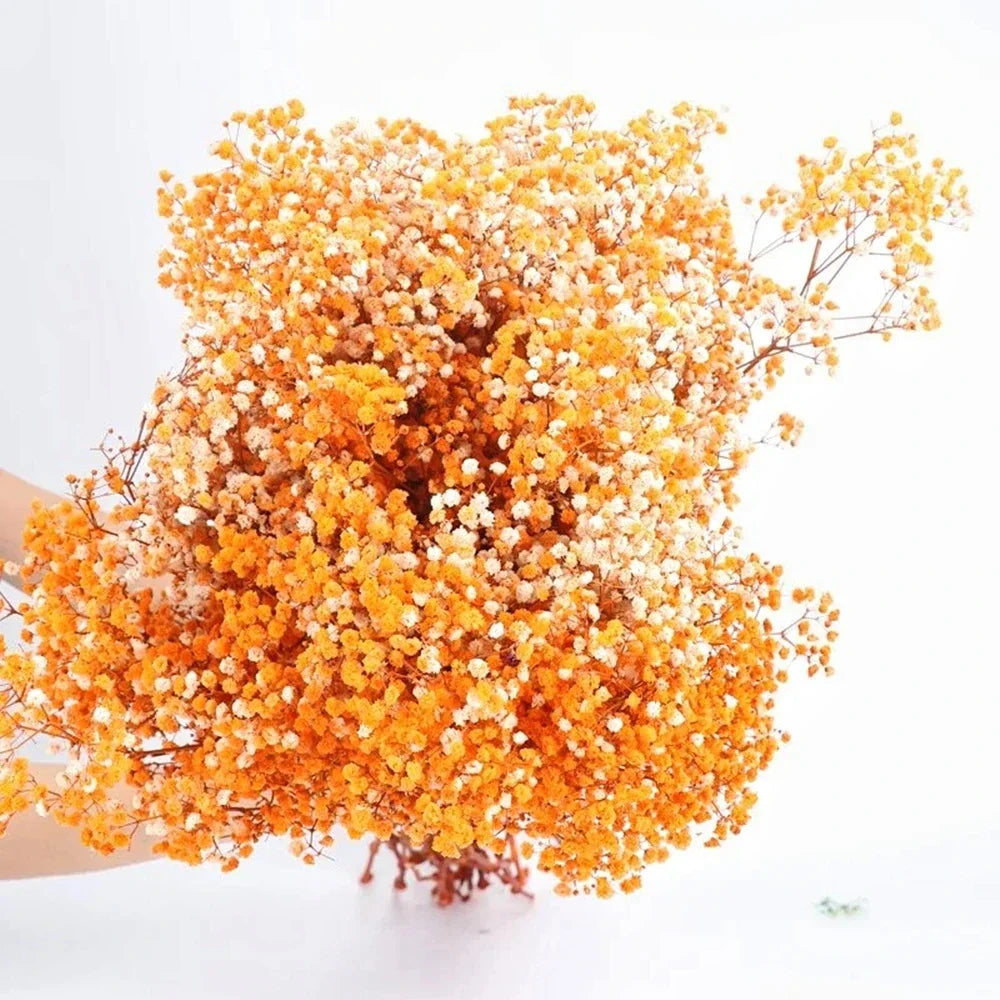Flores de Paniculata Secas Naturales de 40-50cm – Ramo de Gypsophila Paniculata para Decoración de Bodas, Regalos y Decoración Floral del Hogar
