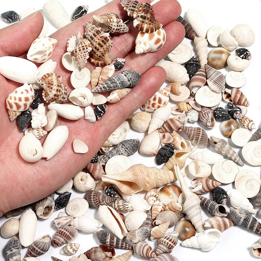 1 Box Tiny Sea Shells – Natural Spiral Seashell & Mini Conch Craft Pieces for Aquarium Decoration, Landscaping, DIY Crafts & Photography Props